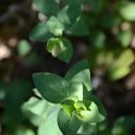 Origanum x 'Bristol Cross'